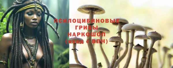 сатива Новозыбков