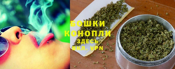 сатива Новозыбков